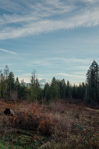 dead blackberry brambles in winter with daytime view of Mt. Rainier peeking through evergreen trees