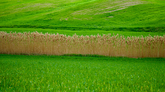 Green crops and field view in spring.
