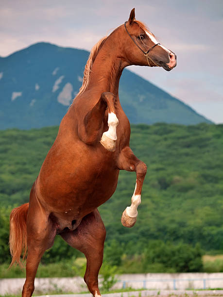 istock arabian horse rearing. close up 186403902