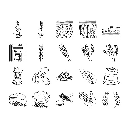 wheat grain bread harvest icons set vector. agriculture cereal, crop food, plant seed, farm ear, organic barley, natural bakery wheat grain bread harvest black contour illustrations