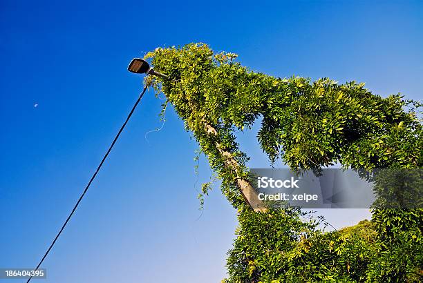 Repleto De Vegetação Hera Em Um Pólo De - Fotografias de stock e mais imagens de Cor verde - Cor verde, Crescimento, Flora