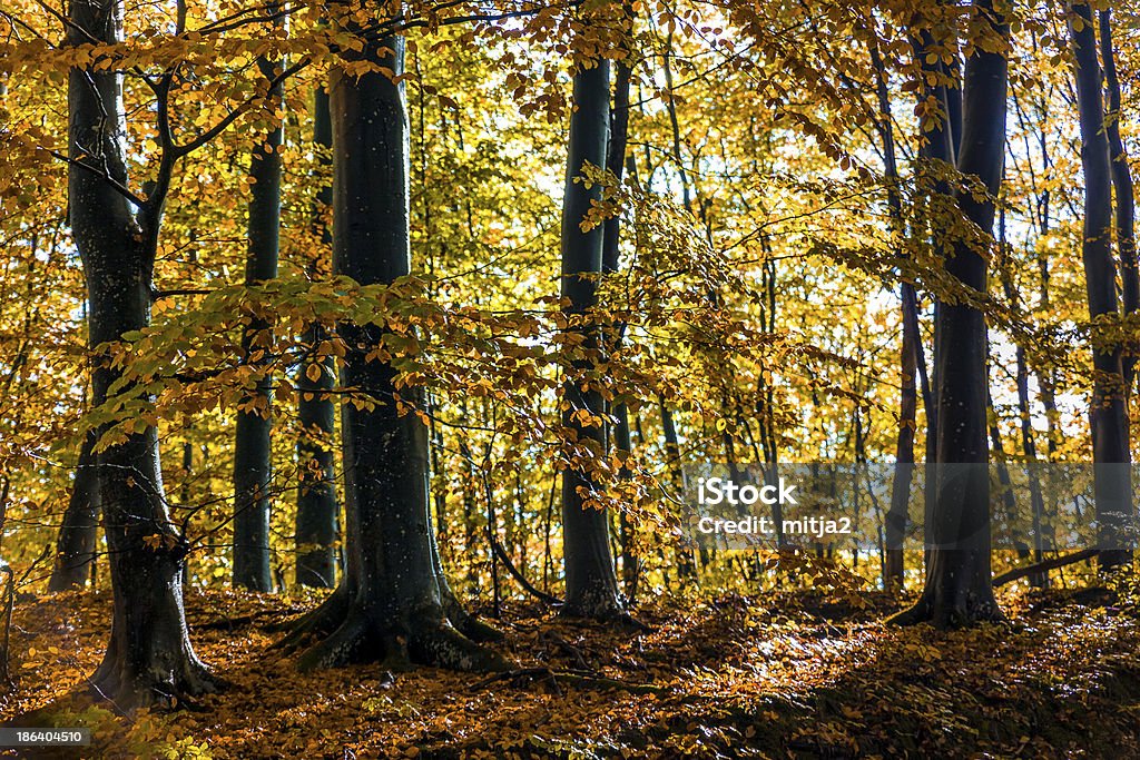 Floresta de outono - Foto de stock de Amarelo royalty-free