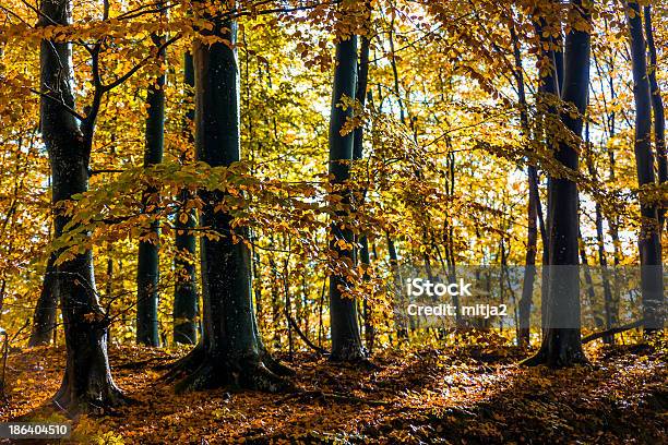 Foto de Floresta De Outono e mais fotos de stock de Amarelo - Amarelo, Beleza natural - Natureza, Bosque - Floresta