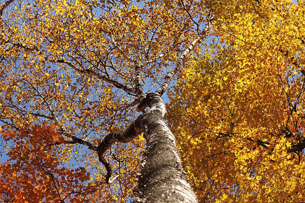 istock Autumn leaves color in Quebec 186404673