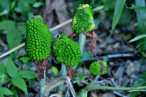 Cobra plant, also called Darlingtonia Californica and California pitcher, is the only species of the genus Darlingtonia of the New World pitcher plant (Sarraceniaceae). The cobra plant is native to swamps in mountain areas of northern California and southern Oregon and uses its carnivorous pitfall traps to supplement its nutritional requirements in poor soil conditions. The plant’s hooded pitcher₋like leaves resemble striking cobras and bear purple-red appendages that look similar to a snake’s forked tongue or a set of fangs.