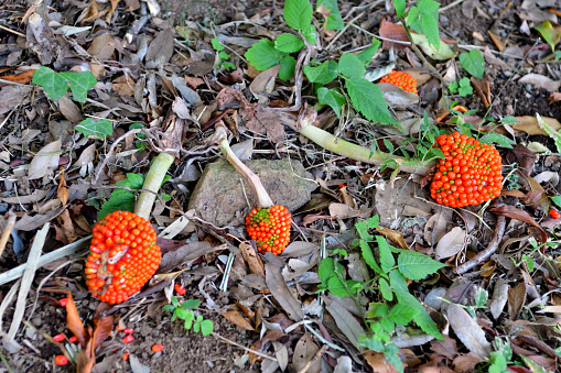 Cobra plant, also called Darlingtonia Californica and California pitcher, is the only species of the genus Darlingtonia of the New World pitcher plant (Sarraceniaceae). The cobra plant is native to swamps in mountain areas of northern California and southern Oregon and uses its carnivorous pitfall traps to supplement its nutritional requirements in poor soil conditions. The plant’s hooded pitcher₋like leaves resemble striking cobras and bear purple-red appendages that look similar to a snake’s forked tongue or a set of fangs.