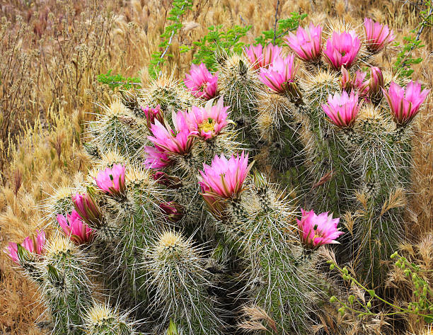 고슴도치선인장 개화기 - southwest usa cactus hedgehog cactus flower 뉴스 사진 이미지
