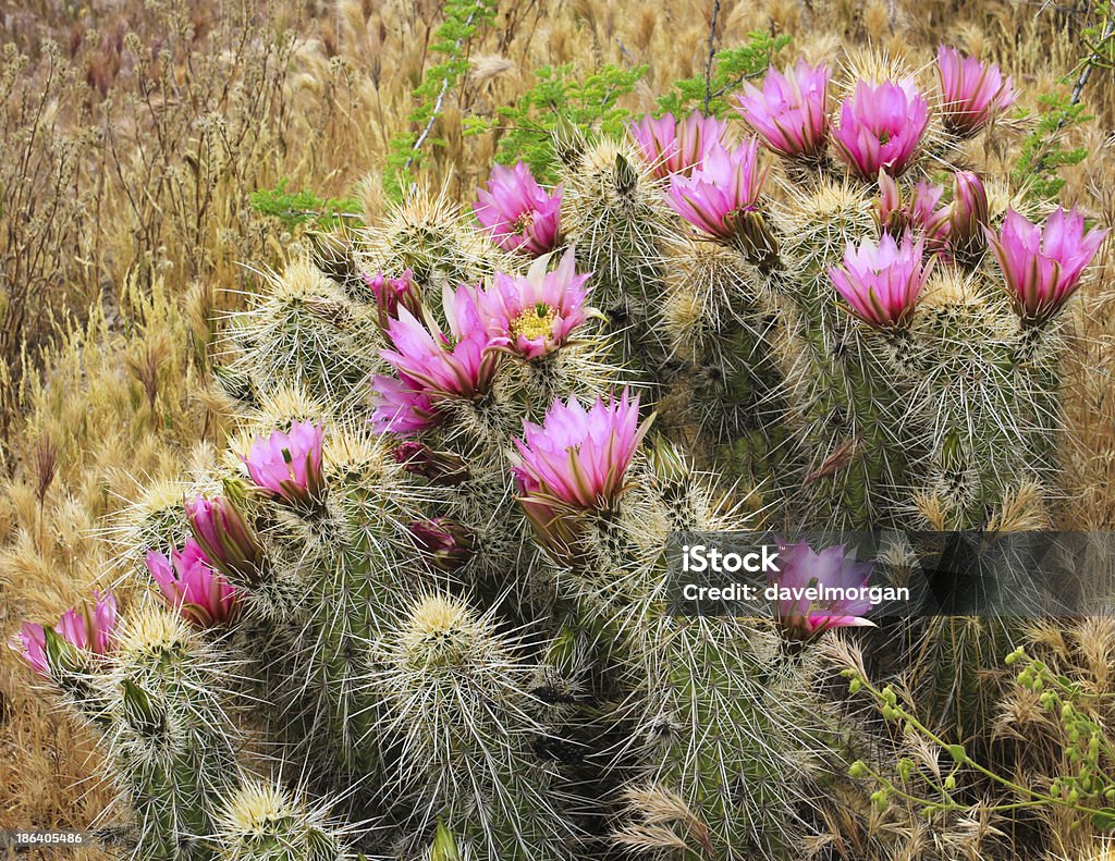 Hedgehog cactus Kwitnąć - Zbiór zdjęć royalty-free (Stan Arizona)