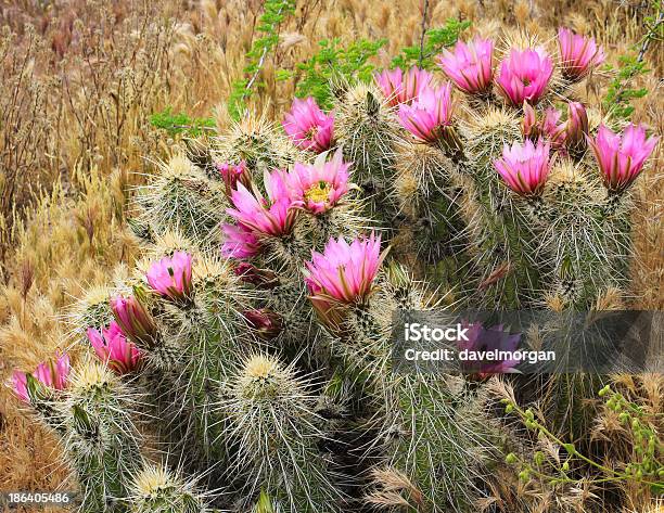 Hedgehog Cactus Kwitnąć - zdjęcia stockowe i więcej obrazów Stan Arizona - Stan Arizona, Bez ludzi, Dzień
