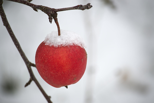 Tranquil winter scene focused on a red apple covered in a thin layer of snow, hanging from a tree branch
