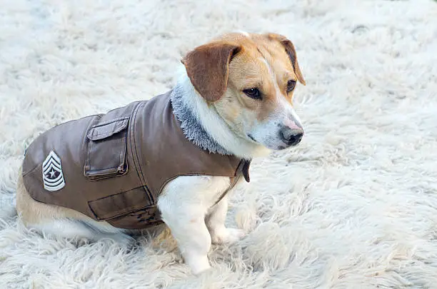 Lovely dog in jacket is waiting for a walk