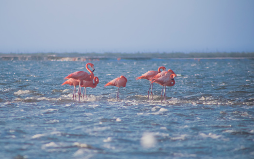 Beautiful pic of Flamingos at Coloradas Beach Mexico