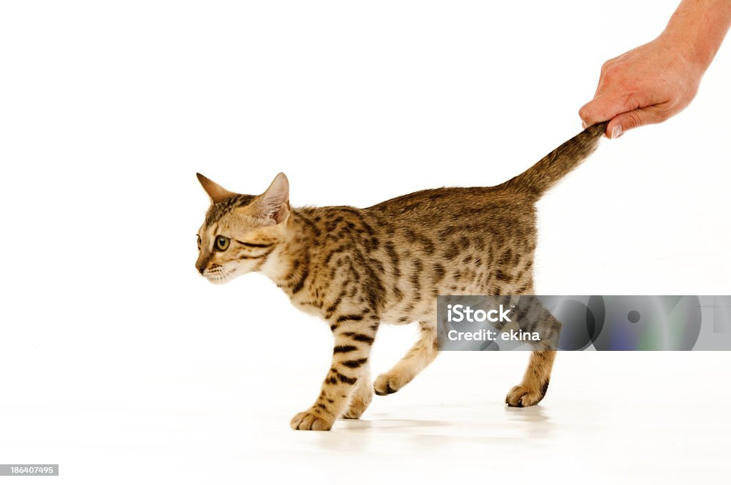 cat catcat Animal Stock Photo