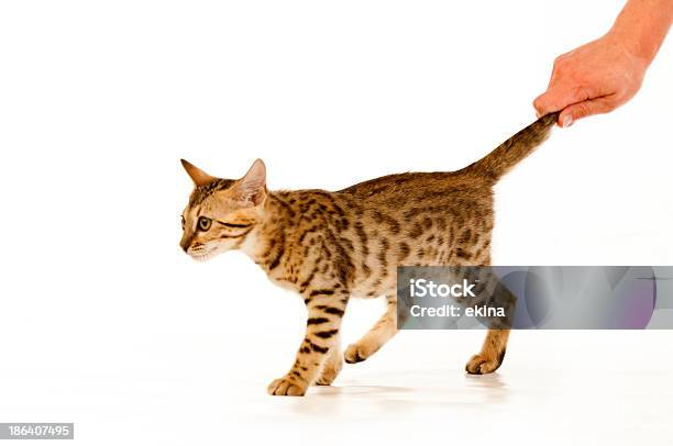 Cat Stock Photo - Download Image Now - Animal, Bizarre, Claw