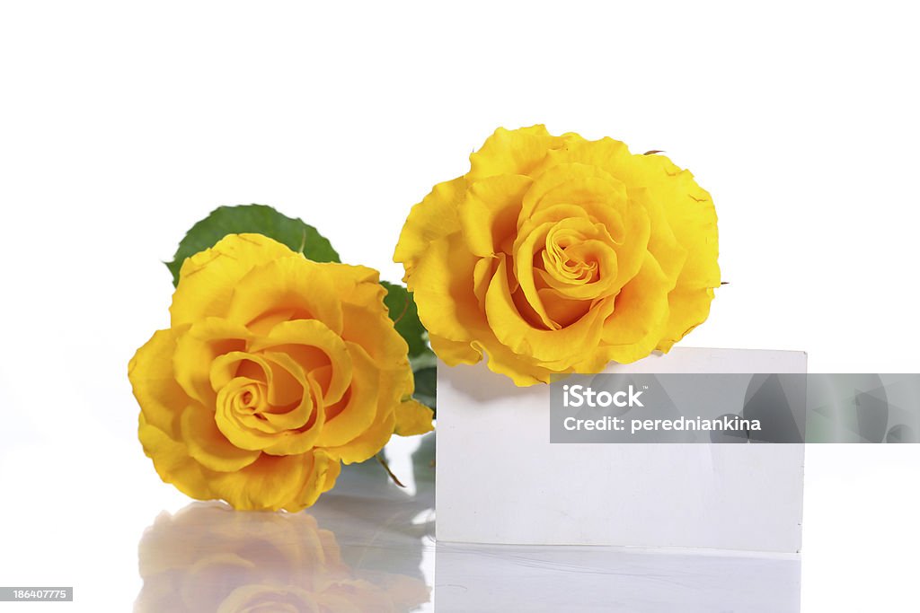 Giallo Rose - Foto stock royalty-free di Bellezza