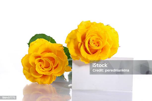 Giallo Rose - Fotografie stock e altre immagini di Bellezza - Bellezza, Bianco, Bocciolo