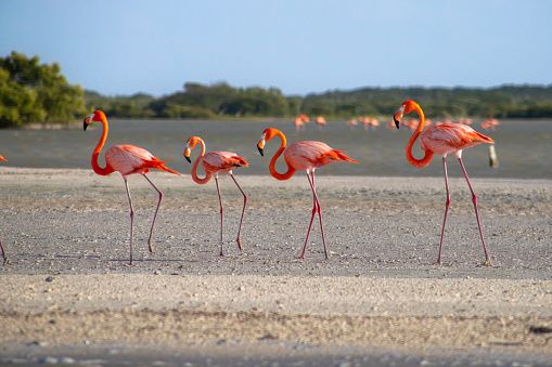 Magnificent flamingos on Flamingo beach, a Renaissance island, Aruba