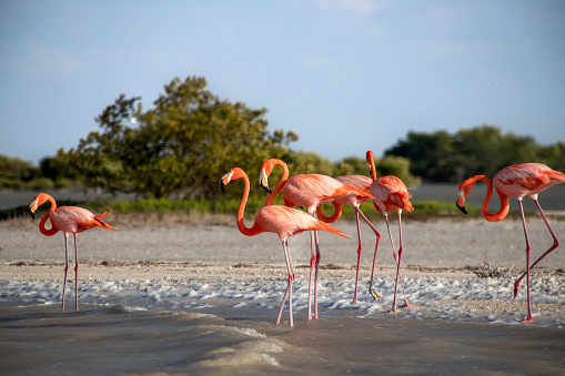 Beautiful pic of Flamingos at Coloradas Beach Mexico