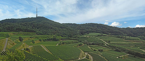 istock Vineyards in the Black Forest, Germany 186407927