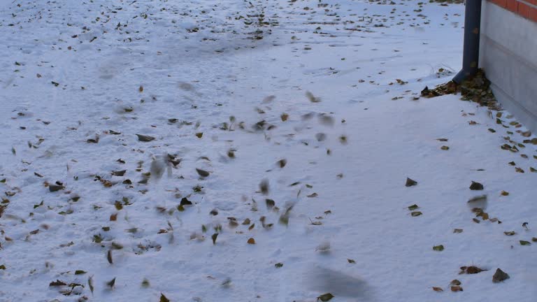 wind swirling tree leaves on snow