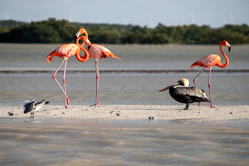 Beautiful pic of Flamingos at Coloradas Beach Mexico