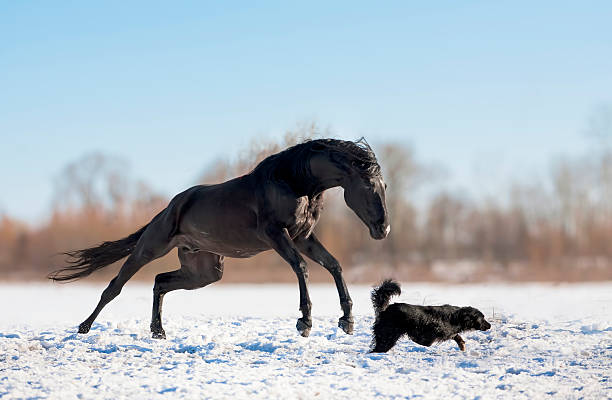 istock Black horse with the dog 186408491
