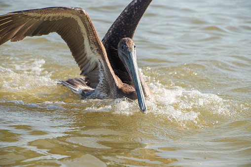 Amazing Pelicans at Cancun Mexico