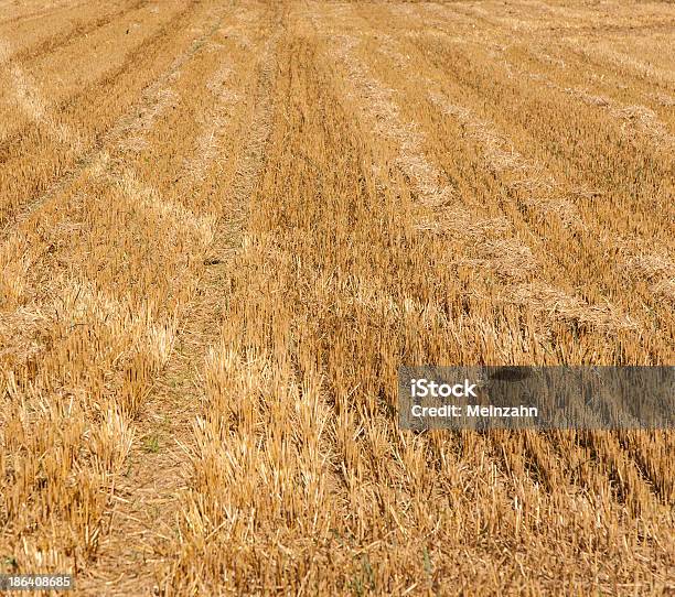 Photo libre de droit de Hectares Après La Récolte Êtes À La Recherche Dor banque d'images et plus d'images libres de droit de Agriculture - Agriculture, Allemagne, Champ