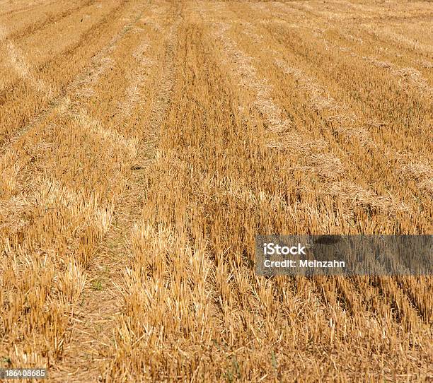 Ettari Dopo Aver Raccolto Cercano Golden - Fotografie stock e altre immagini di Agricoltura - Agricoltura, Campo, Cereale