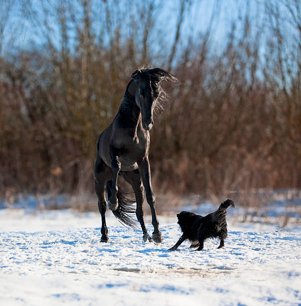 istock Black horse with the dog 186409026
