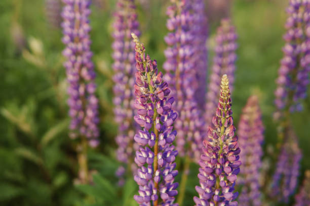 photos of lupine flowers in nature stock photo