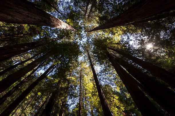 istock Circle pattern of tree tops reaching sky in Muir Woods 186409406