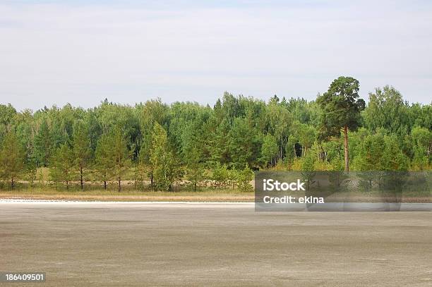 Sommer Stockfoto und mehr Bilder von Baum - Baum, Bedeckter Himmel, Biegung