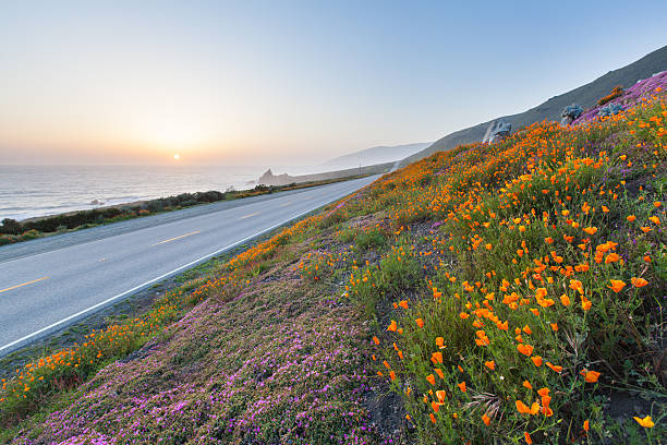 istock wild flowers in Big Sur, California 186409547