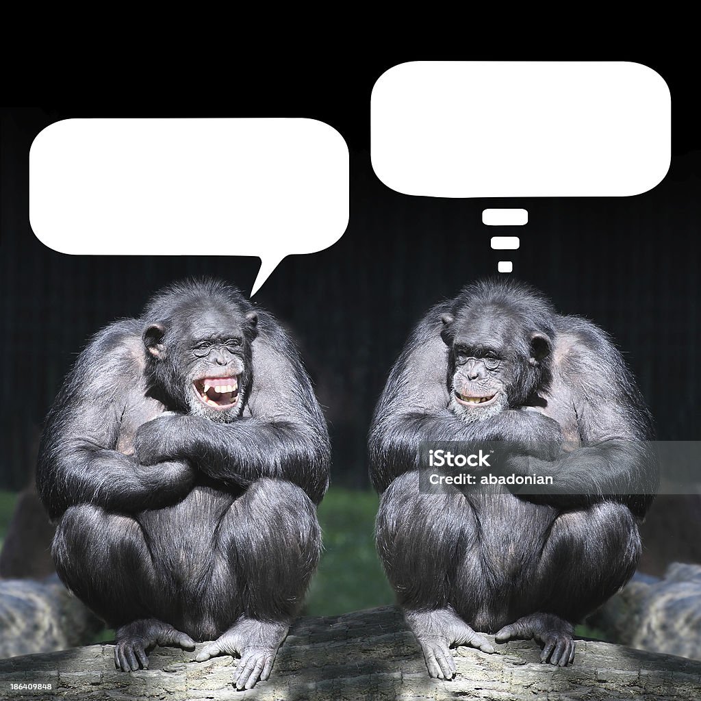 Two chimpanzees with blank speech and thought bubbles Two chimpanzees have a fun with speech bubbles. Laughing Stock Photo