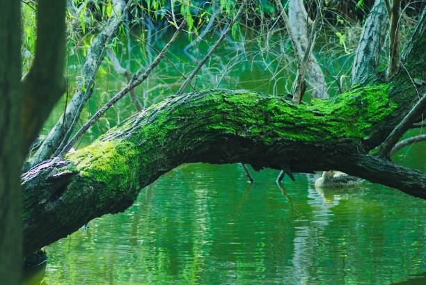 Tree trunk covered with green moss over the pond.