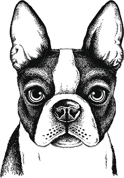 boston terrier twarz - dog mixed breed dog puppy white background stock illustrations