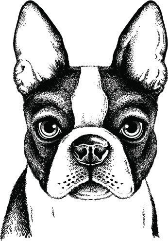 Black and white vector sketch of a Boston Terrier's face