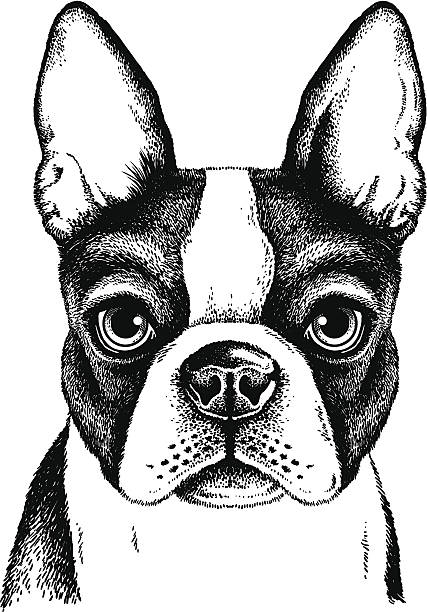 Boston Terrier Face vector art illustration