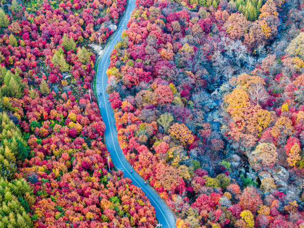 istock Autumn Maple Trees and Forest Roads 1864108347