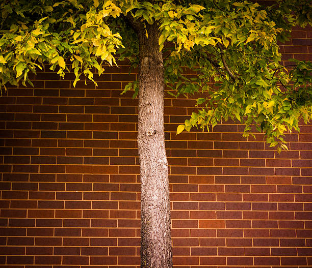 Tree against brick wall stock photo
