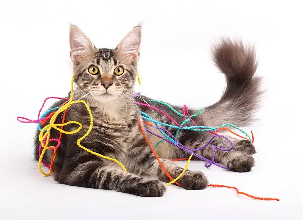 Studio portrait of Mainecoon cat playing with colourful ropes