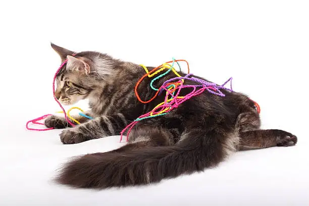 Studio portrait of Mainecoon cat playing with colourful ropes