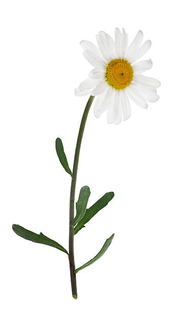 istock isolated single chamomile flower on green stem 186412068