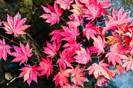 China, Liaoning, Benxi, Laobian Gou Scenic Area, Autumn Scenery