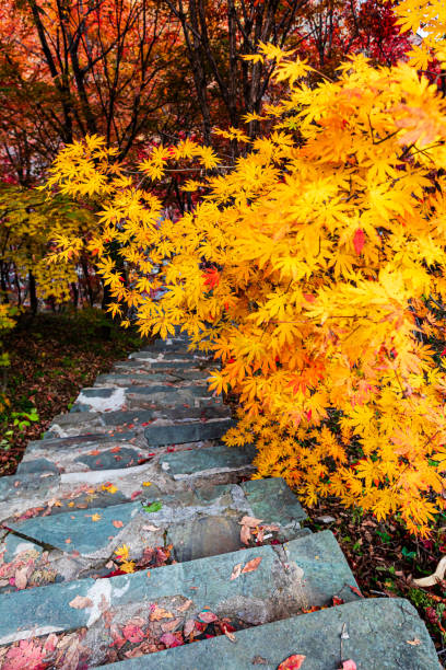 istock The maple forest in autumn is brightly colored 1864134179