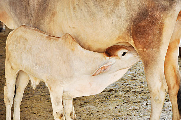 istock Little calf and its mother 186413730