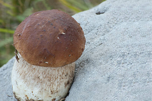 istock uncultivated boletus edulis on stone 186413761