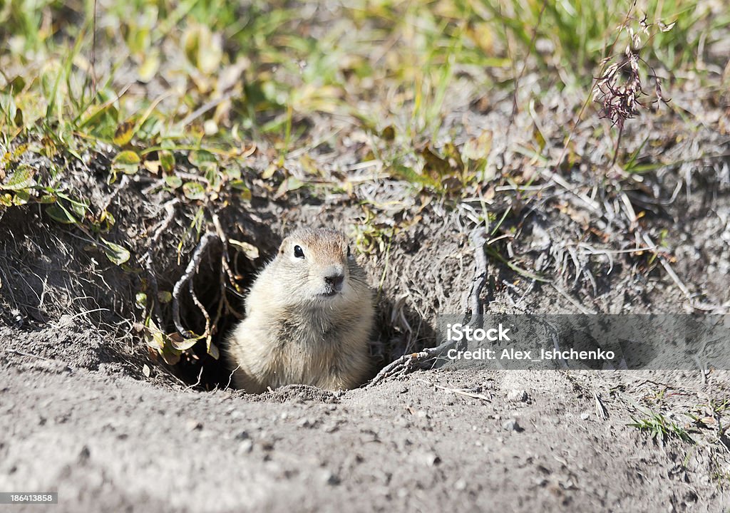 Écureuil terrestre - Photo de Animaux à l'état sauvage libre de droits