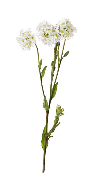 istock Berteroa incana flower isolated on white 186413925
